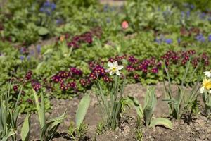 bloemen in tuin in de lente. groeit planten in grond. foto