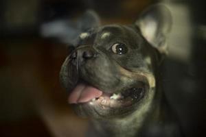 portret van huisdier door glas. hond geopend zijn mond. schattig puppy van klein ras. foto