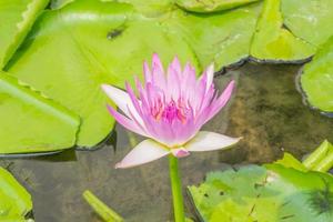 Purper lotus, paars Waterlelie foto