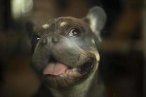 portret van huisdier door glas. hond geopend zijn mond. schattig puppy van klein ras. foto