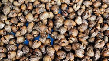 veel van kokkels in de zeevruchten vers markt foto