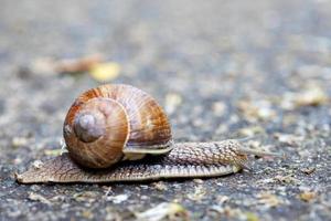 een groot slak kruipt Aan de grond Aan een wazig grijs gevlekte achtergrond. foto