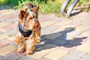 foto van een yorkshire terriër met een varkensstaart Aan zijn hoofd wandelen in een zomer park Aan een zonnig dag.