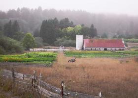 platteland boerderij met rood schuur foto
