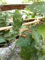 rood insect neergestreken Aan groen blad foto