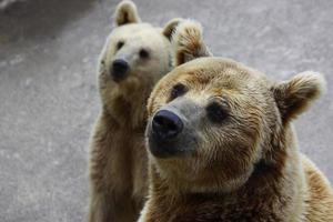 bears in Istanbul foto