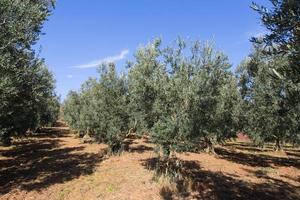 olijf- bomen in turkiye foto