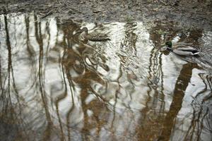 eenden zwemmen Aan water. eenden in bossen. water vogelstand in park. foto