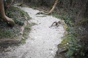 spoor voor toeristen in een natuur reserveren. dieren in het wild pad. een toerist route voor een wandelen in een onbekend plaats. foto