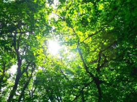 de zon door de gebladerte. de schoonheid van natuur. foto