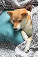 pluizig jong rood hond shiba inu is aan het liegen in de eigenaren bed