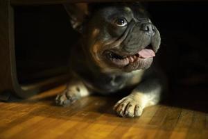 hond Aan vloer. klein ras van hond. dier is Bij huis. foto