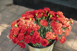 rood bloemen in emmer. kruidnagel in emmer van water. foto