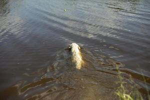 hond in water. hond zwemt in water. labrador in meer. foto