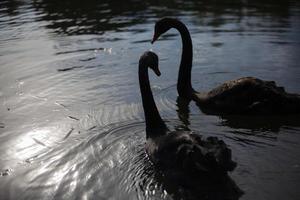 twee zwart zwanen Aan vijver. vogelstand zwemmen Aan water. bevallig dieren. foto