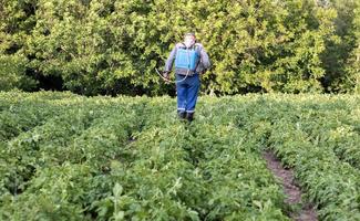 een boer toepassen insecticiden naar zijn aardappel Bijsnijden. poten van een Mens in persoonlijk beschermend uitrusting voor de toepassing van pesticiden. een Mens sprays aardappel struiken met een oplossing van koper sulfaat. foto