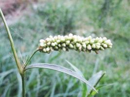 gebladerte bladeren fruit en bloemen foto