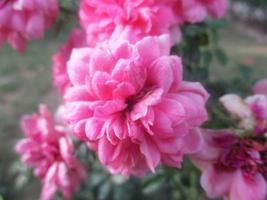 gebladerte bladeren fruit en bloemen foto