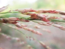 gebladerte bladeren fruit en bloemen foto