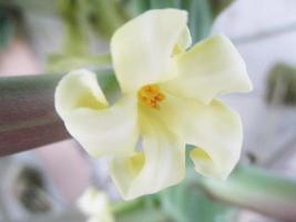 gebladerte bladeren fruit en bloemen foto