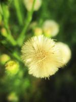 gebladerte bladeren fruit en bloemen foto