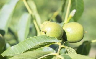 groen jong walnoten toenemen Aan een boom. verscheidenheid kocherzhenko detailopname. de okkernoot boom groeit aan het wachten naar worden geoogst. groen bladeren achtergrond. noot fruit Aan een boom Afdeling in de geel stralen van de zon. foto