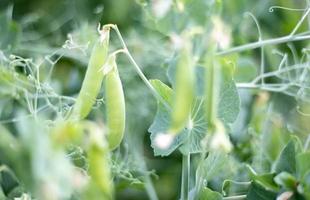 wazig beeld van een jong erwt fabriek met peulen. suiker erwten groeit in een zomer tuin, groen bladeren, twijgen en peulen. biologisch tuinieren. groen erwt fabriek in de tuin. natuurlijk natuurlijk achtergrond. foto