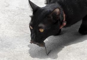 zwart kat met dood Rat foto