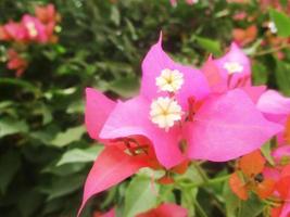 gebladerte bladeren fruit en bloemen foto