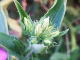 gebladerte bladeren fruit en bloemen foto