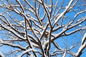 bodem visie van met sneeuw bedekt top van eik boom foto