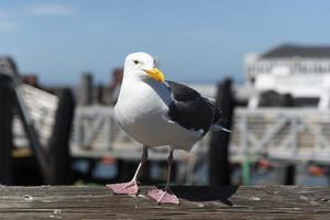 visie van zeemeeuw Bij pier foto