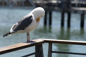 visie van zeemeeuw Bij pier foto