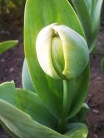 gebladerte bladeren fruit en bloemen foto