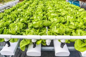 vers biologisch groen bladeren sla salade fabriek in hydrocultuur groenten boerderij systeem foto