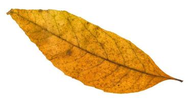 oud herfst gedaald blad van as boom geïsoleerd foto