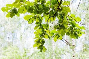 groen eik Afdeling in Woud met wazig achtergrond foto