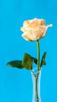 geel roos bloem met blauw verticaal achtergrond foto