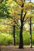 eik boom lit door zon Aan weide in herfst Woud foto