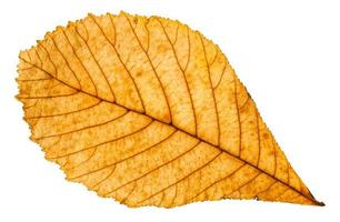 herfst geel blad van paard kastanje boom geïsoleerd foto