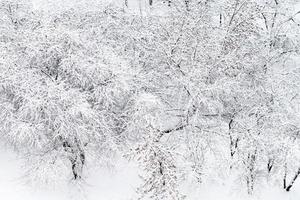 bovenstaand visie van sneeuw gedekt appel bomen in tuin foto