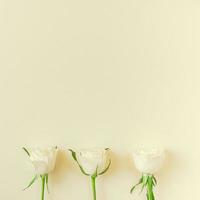 vers wit rozen samenstelling foto