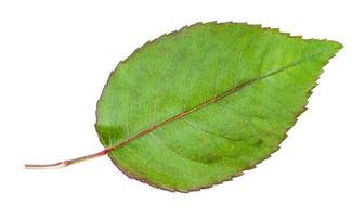 natuurlijk blad van tuin roos fabriek geïsoleerd foto