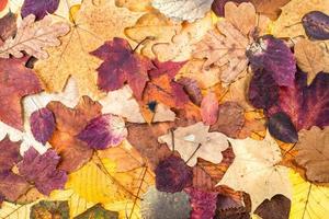 herfst achtergrond van divers kleurrijk bladeren foto