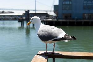 visie van zeemeeuw Bij pier foto