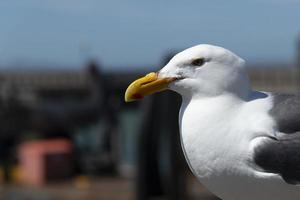 visie van zeemeeuw Bij pier foto