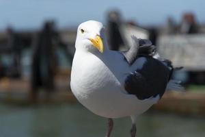 visie van zeemeeuw Bij pier foto