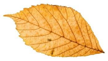 terug kant van geel herfst blad van parthenocissus foto