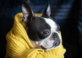 herfst portret van een Boston terriër hond verpakt in een warm knus geel trui Bij huis foto