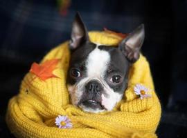 herfst portret van een Boston terriër hond verpakt in een warm knus geel trui Bij huis foto